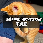 职场中如何应对突发辞职问题(图3) 职场中如何应对突发辞职问题(图3)